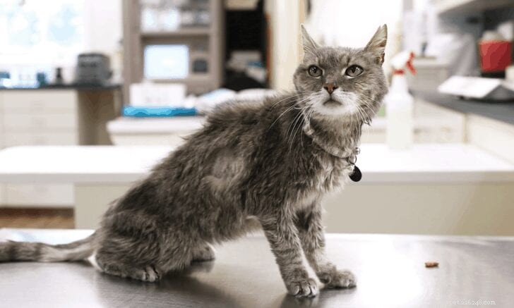 猫の甲状腺機能亢進症：すべての猫の飼い主が知っておくべきこと 