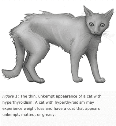 Hipertireoidismo em gatos:o que todo dono de gato precisa saber