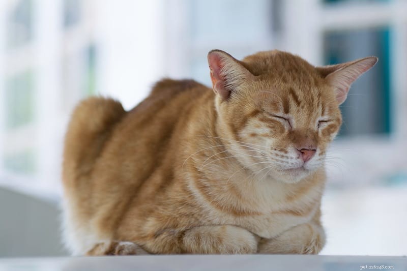 Ipertiroidismo nei gatti:cosa deve sapere ogni proprietario di gatti