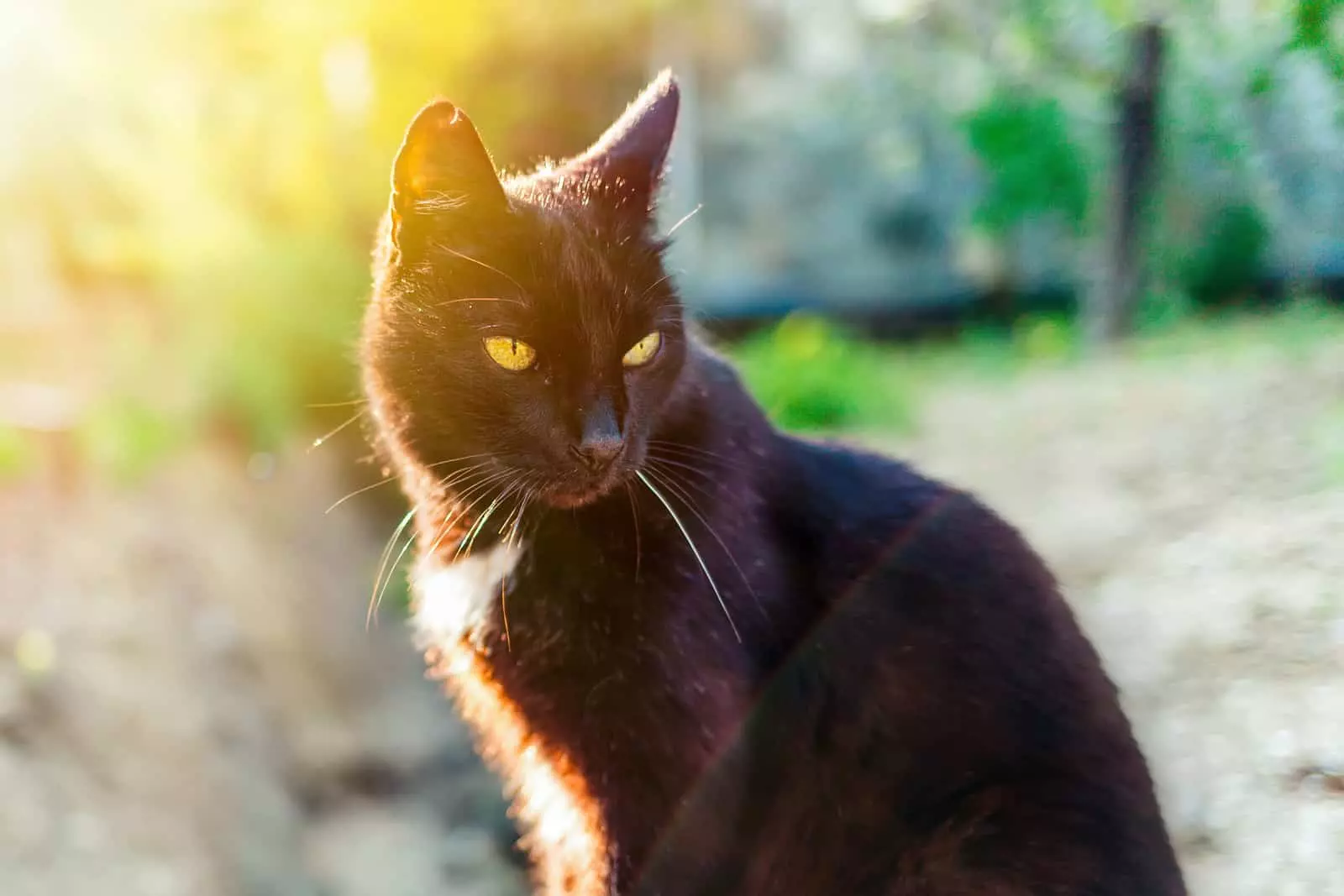Waarom roesten zwarte katten?