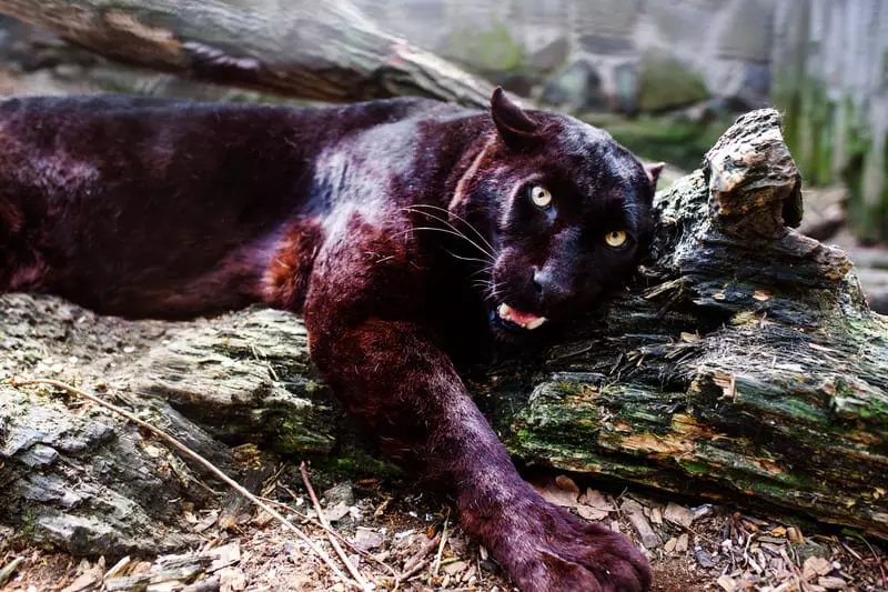 검은 고양이가 녹을 일으키는 이유는 무엇입니까?