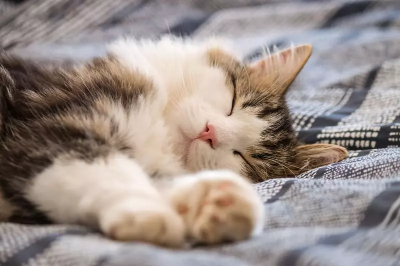 Sover din katt med dig på natten? Här är varför de borde