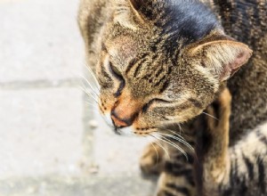 고양이 피부염:정의 및 치료 방법