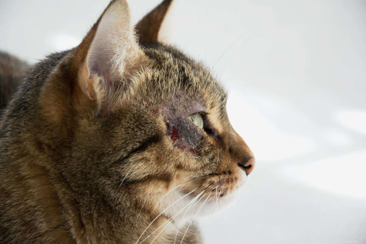 Кошачий дерматит:что это такое и как его лечить