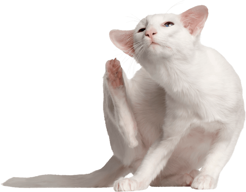 Kattendermatitis:wat het is en hoe het te behandelen