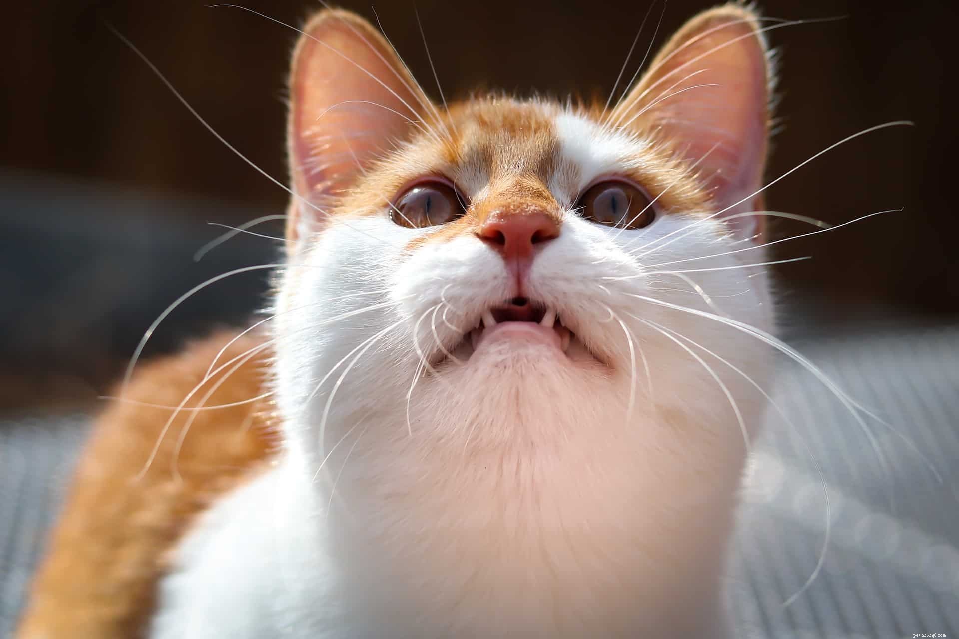 猫がニャーと鳴くことができないのはなぜですか？ 