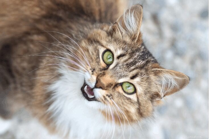 猫がニャーと鳴くことができないのはなぜですか？ 