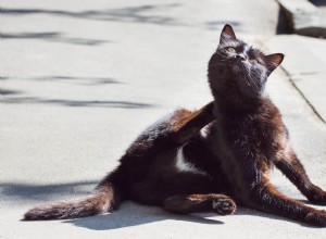 猫のフケ：なぜそれが起こるのか、そしてあなたのキティを助ける方法 