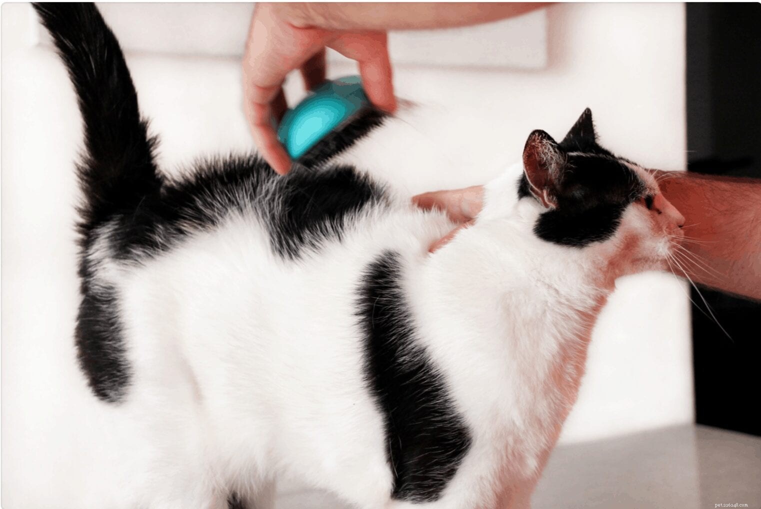 Forfora di gatto:perché succede e come aiutare il tuo gattino