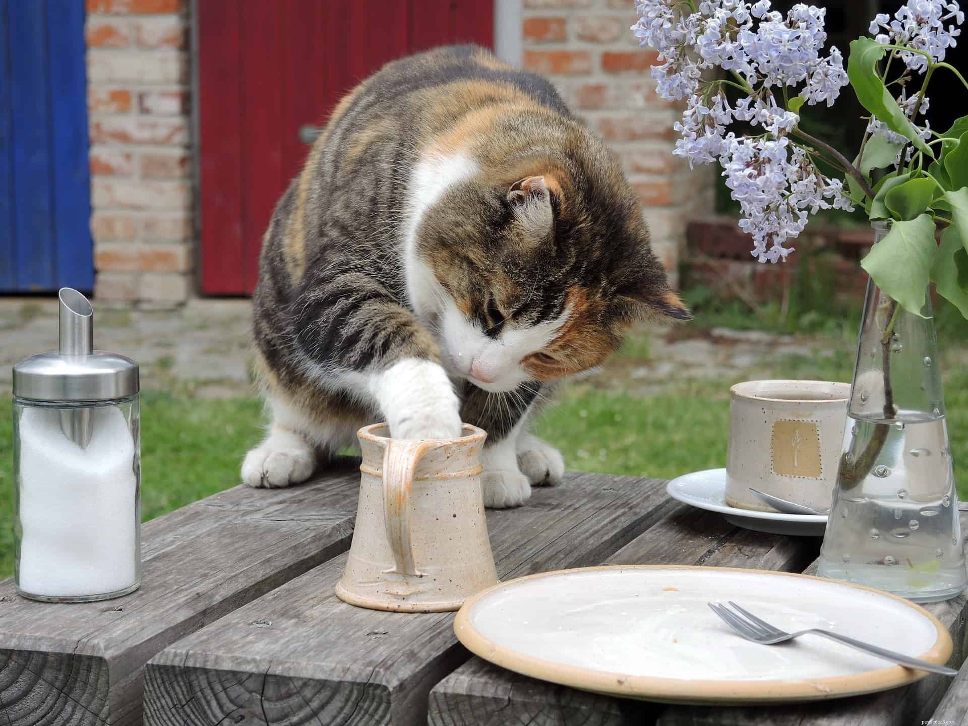 Zijn katten lactose-intolerant?
