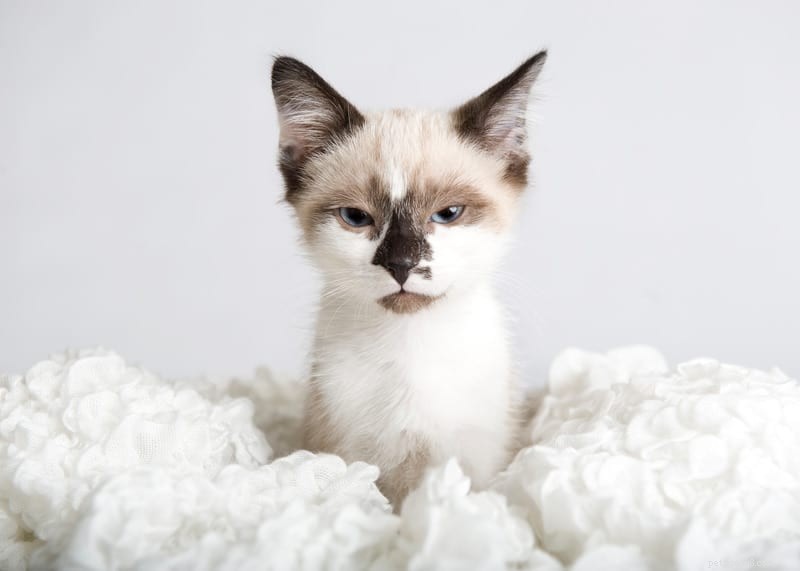 Являются ли кошки непереносимыми лактозой?