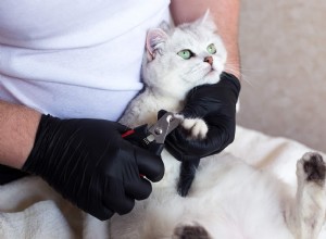 猫の爪を整える方法に関する専門家のヒント 