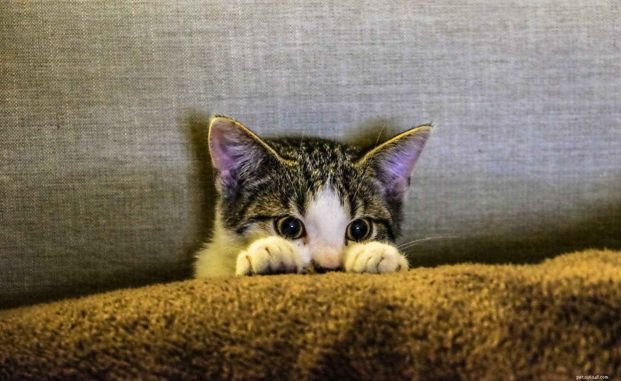 Hoe u uw gestresste kat kunt kalmeren