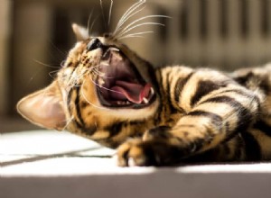 Tipy pro péči o zuby pro kočky