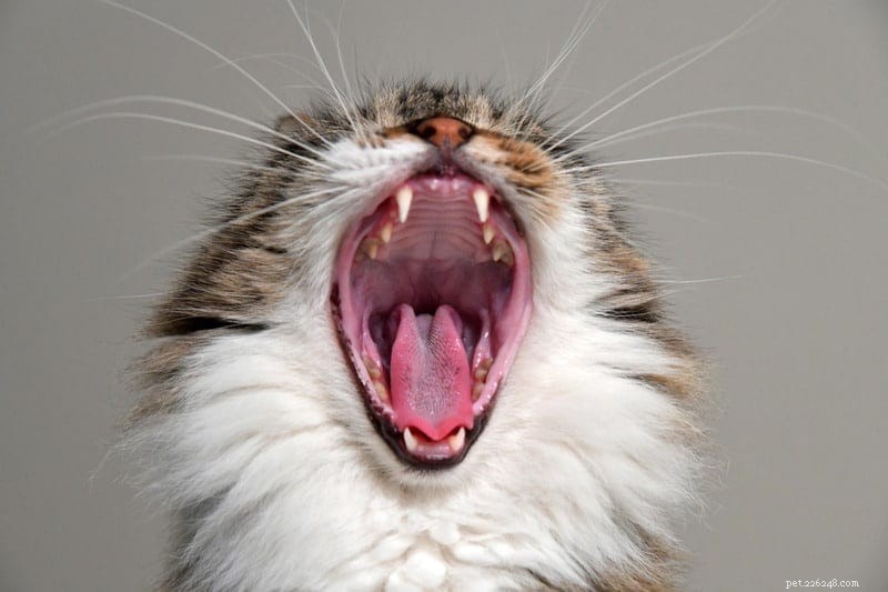 Suggerimenti per la cura dei denti per gatti