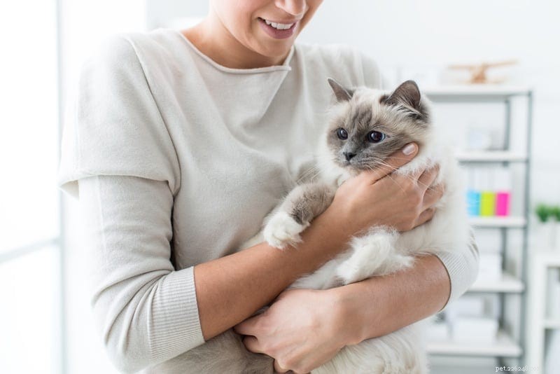 Советы по безопасному сдерживанию вашей кошки