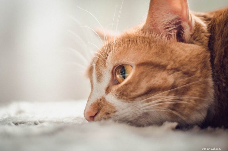 猫の糖尿病：すべての猫の飼い主が知っておくべきこと 