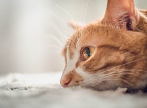 고양이 당뇨병:모든 고양이 주인이 알아야 할 사항
