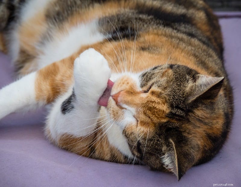 Kočičí diabetes:Co potřebuje vědět každý majitel koček