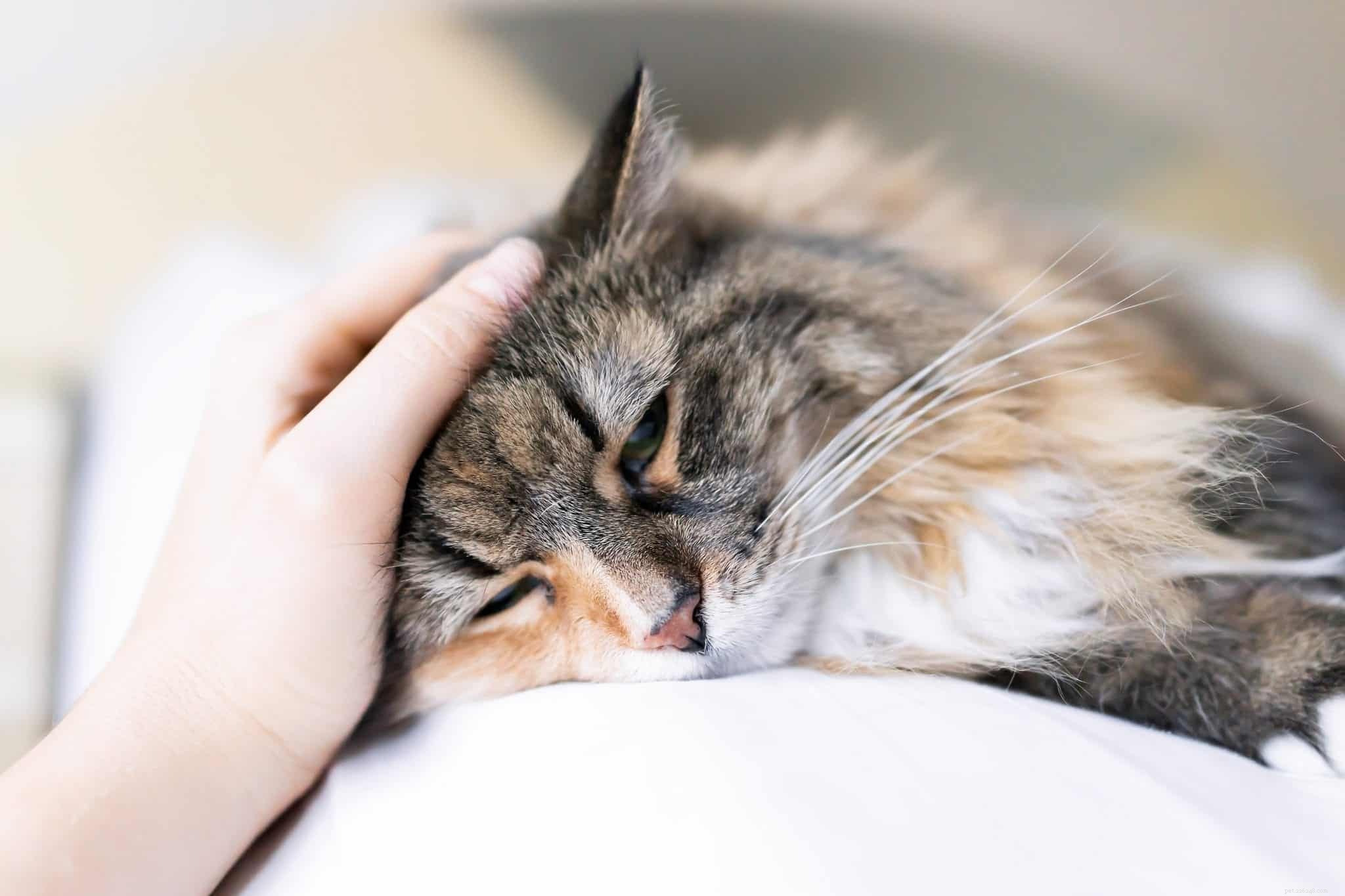 Kattenziekte:wat elke katteneigenaar moet weten