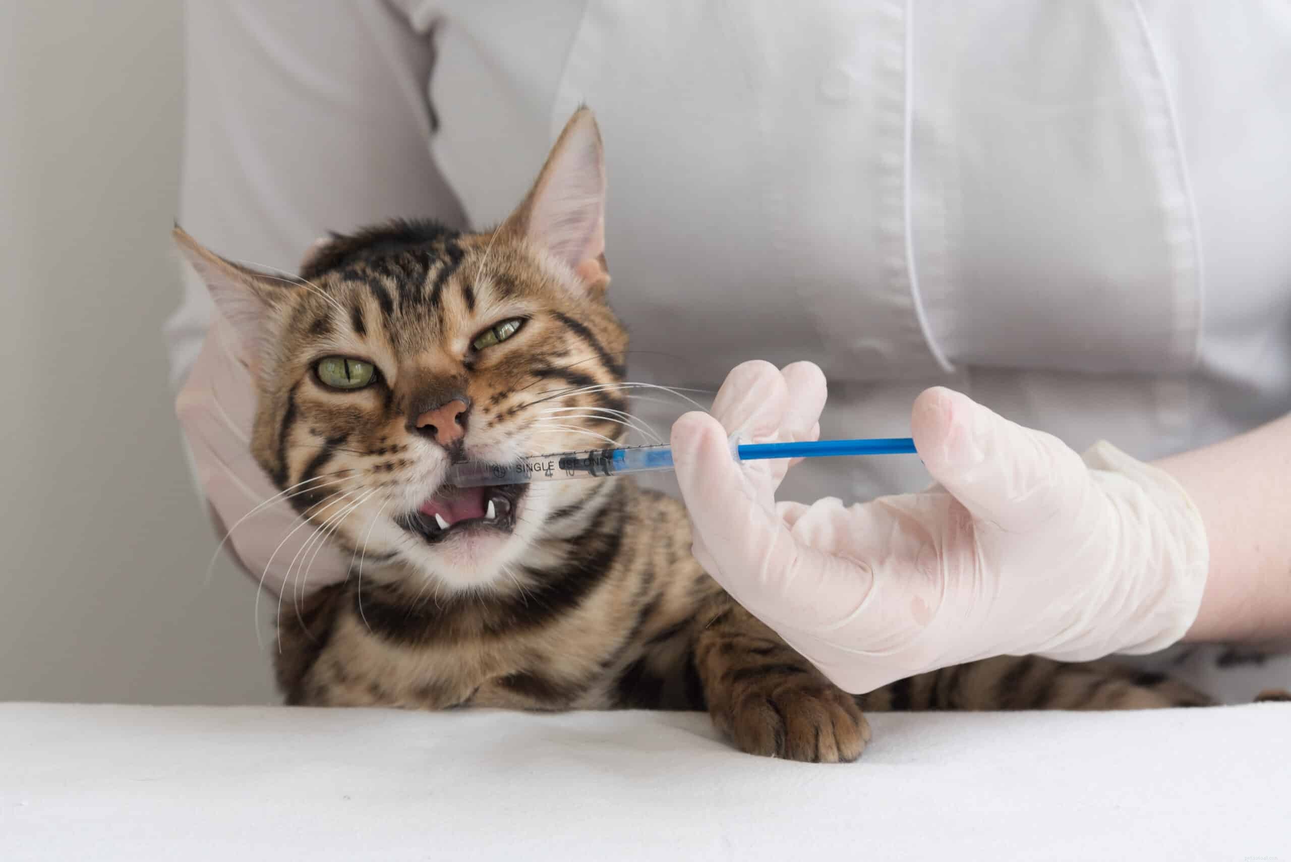 Hur medicinerar du din katt