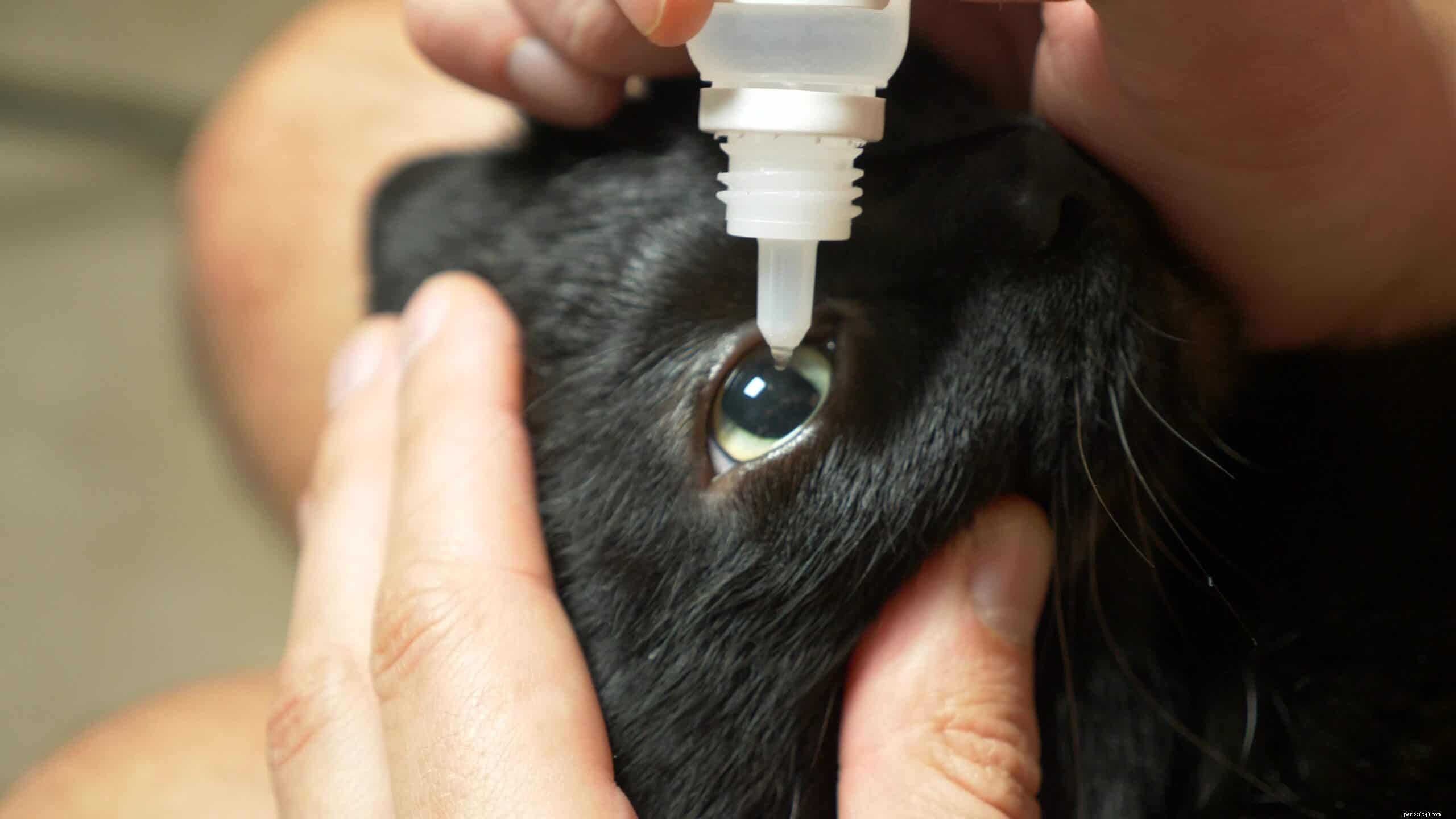 猫の結膜炎：すべての猫の飼い主が知っておくべきこと 
