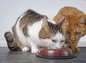 猫がいつも食べているのはなぜですか？ 