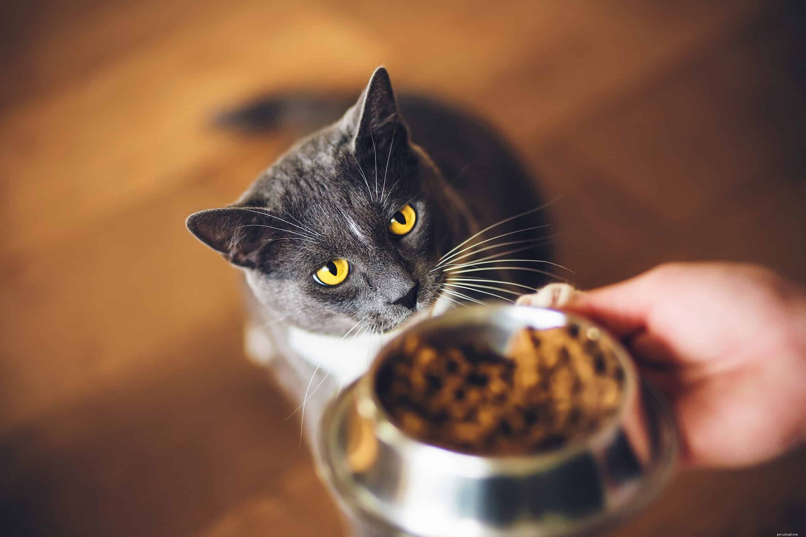 Por que meu gato está sempre comendo?