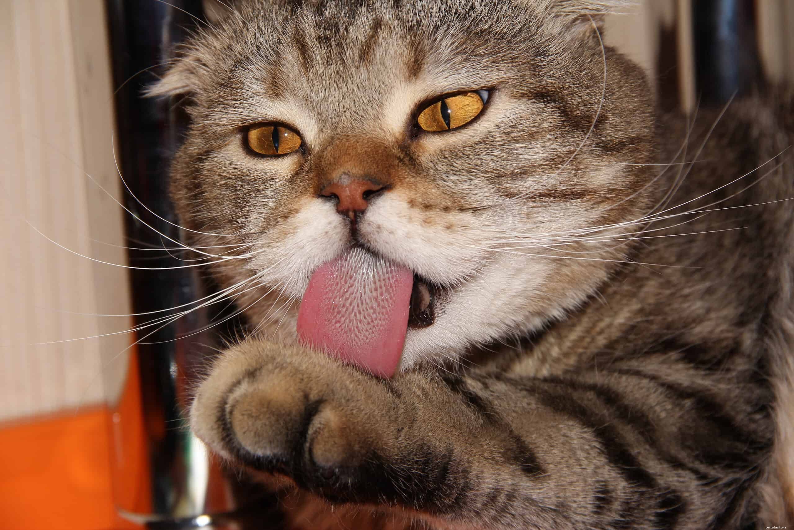 Waarom hebben katten tongen met weerhaken?