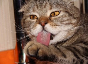 Por que os gatos têm línguas farpadas?