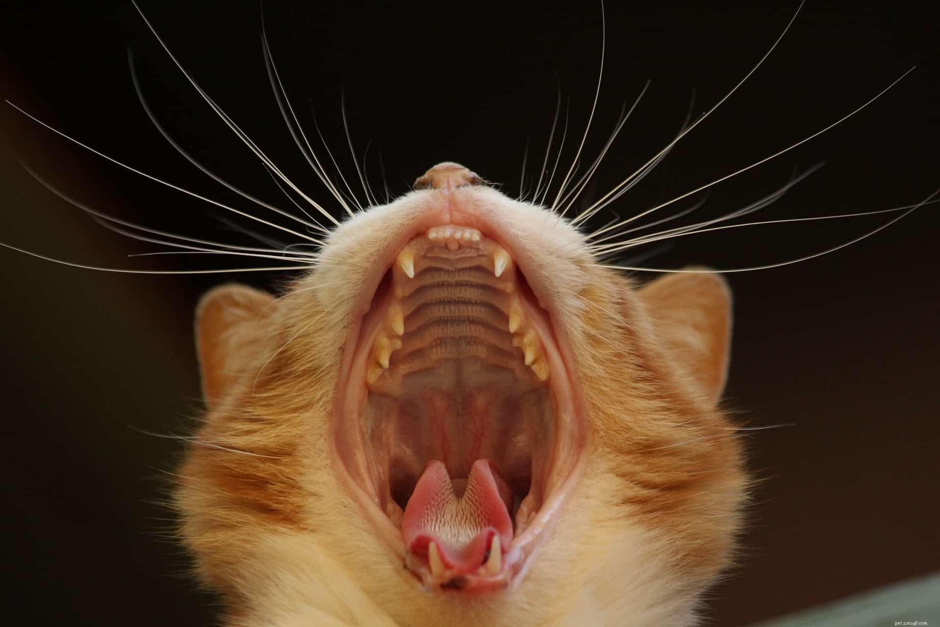 고양이에게 가시 혀가 있는 이유는 무엇입니까?
