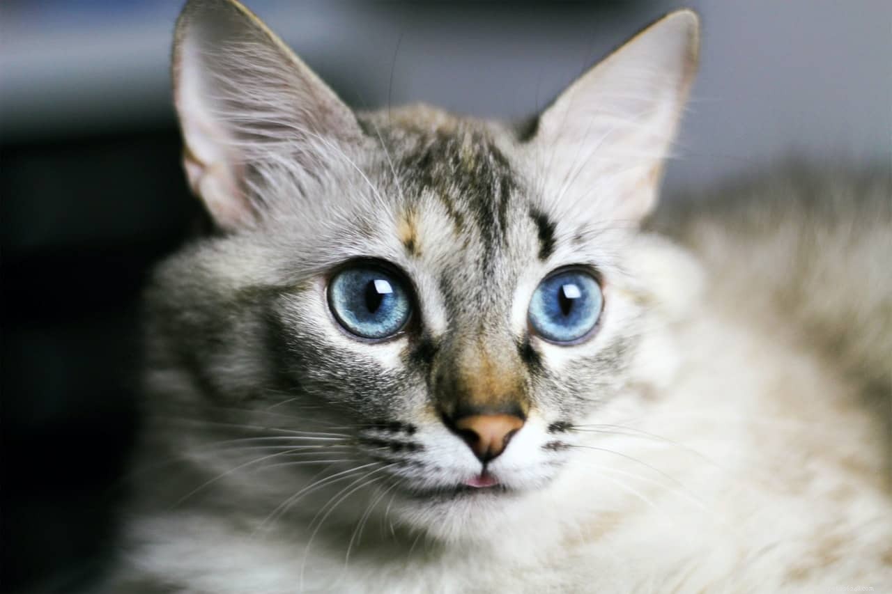 고양이의 코가 젖은 이유는 무엇입니까?