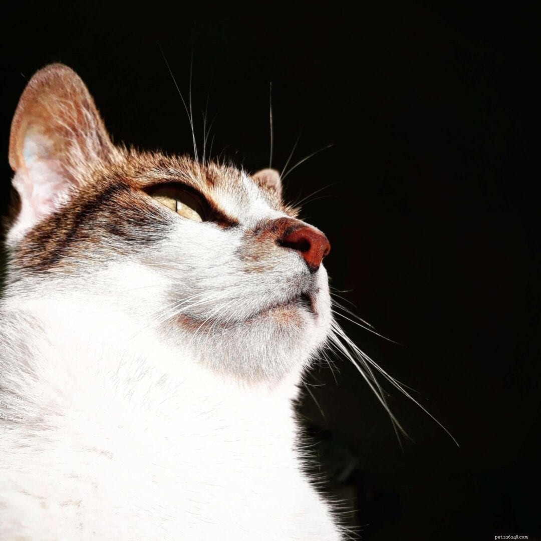 Por que os gatos têm o nariz molhado?