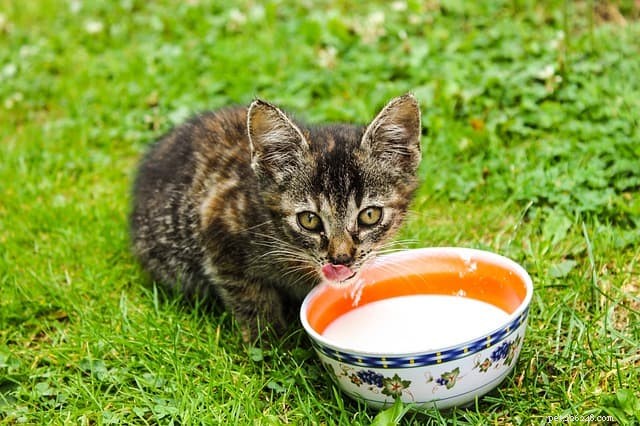 6つの人間の食べ物は猫に有毒です 