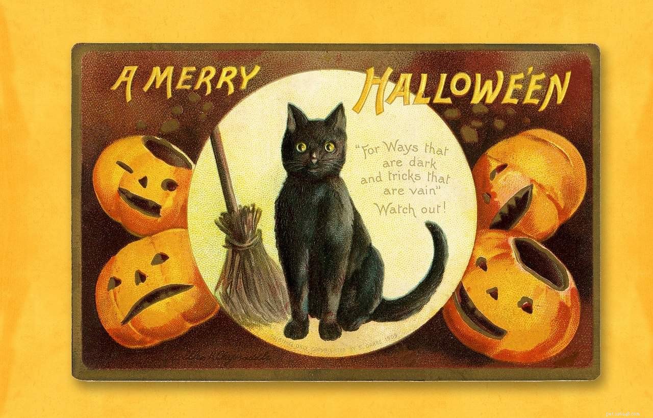 Con Halloween alle porte, ricordati di tenere il tuo gattino in casa