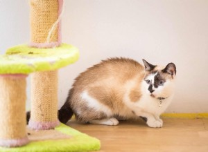 Признаки стресса у вашей кошки