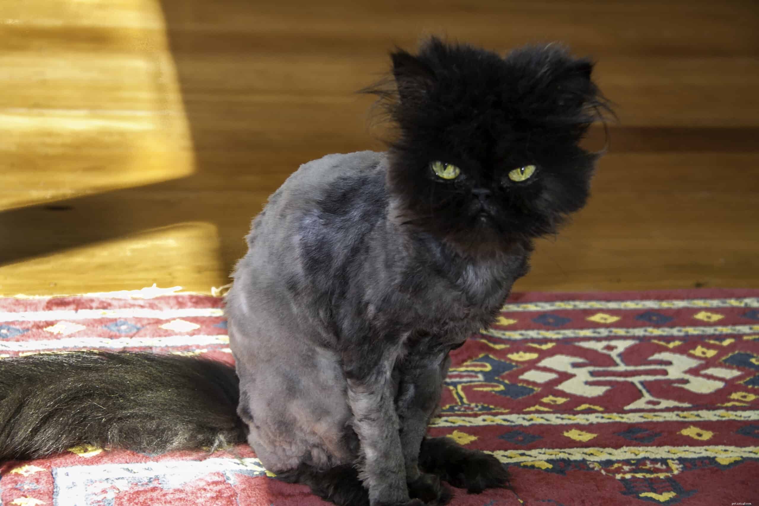 猫の剃毛を検討する前に知っておくべきことは次のとおりです。 
