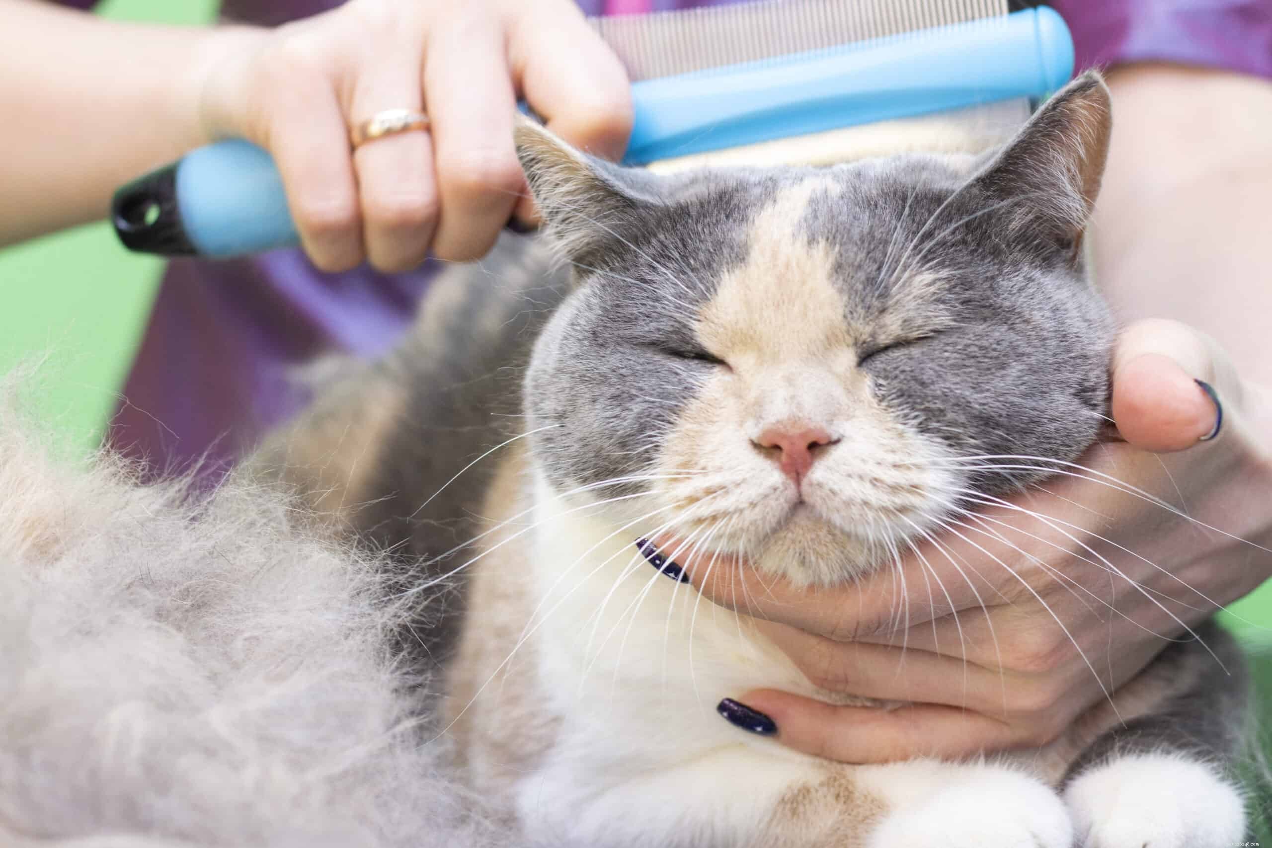 Вот что вам нужно знать, прежде чем вы решите побрить свою кошку