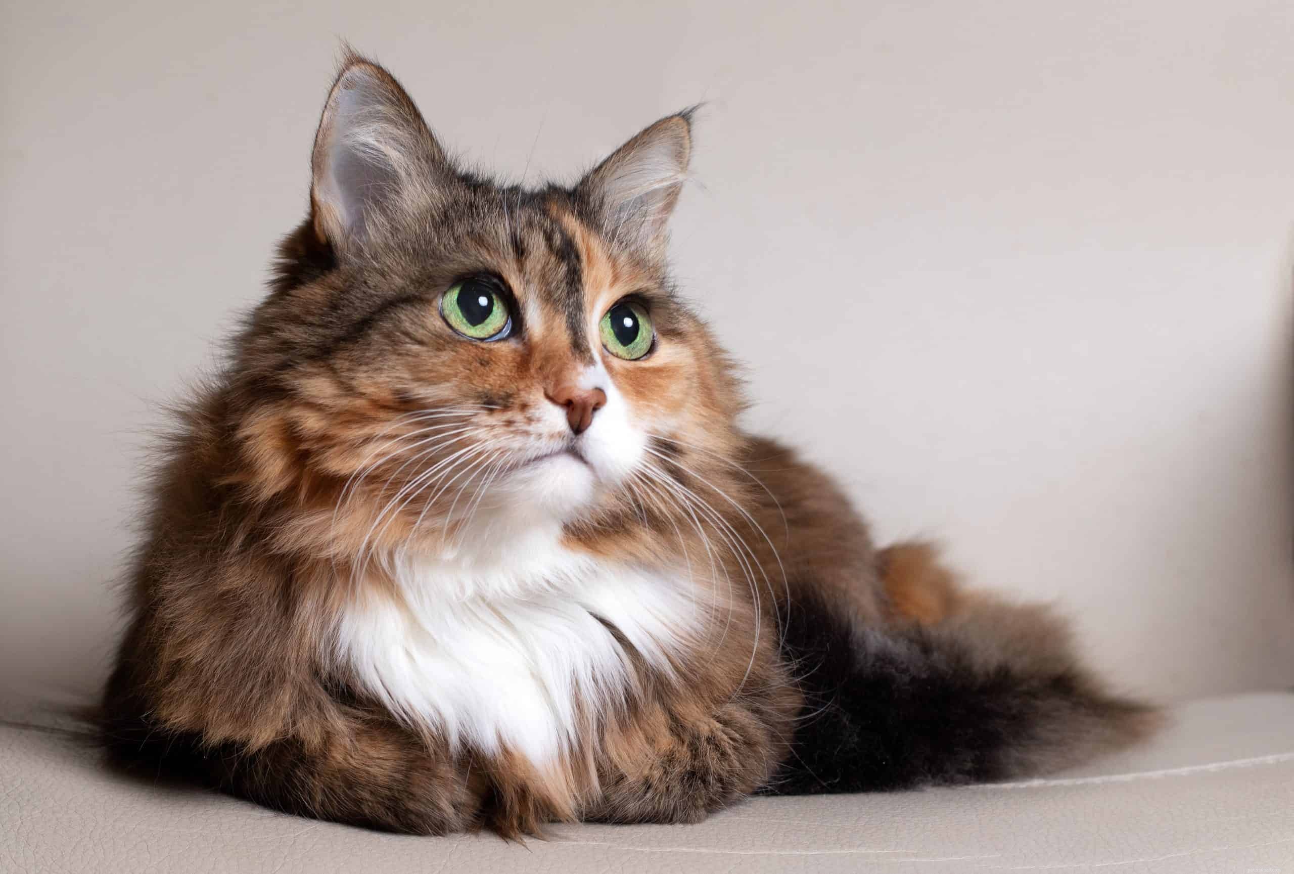 なぜ一部の猫は丸い瞳孔を持っているのですか？ 