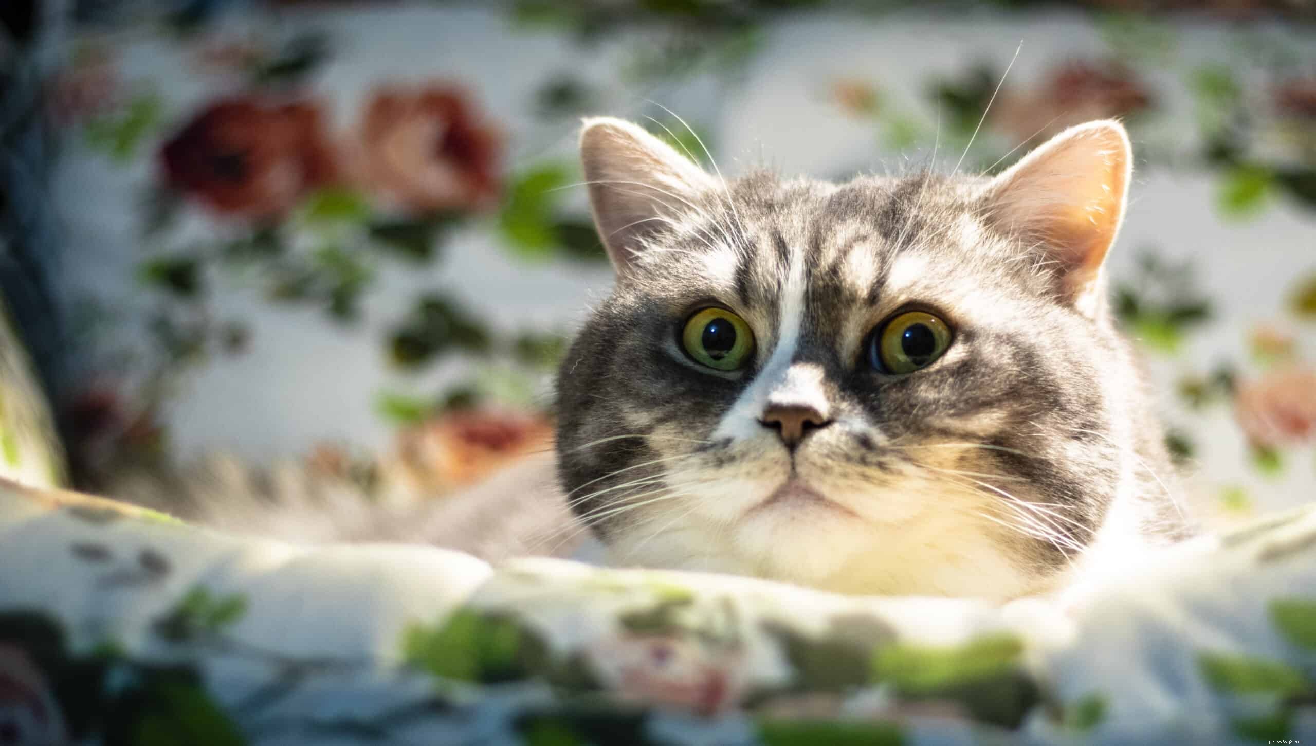 Почему у некоторых кошек круглые зрачки?