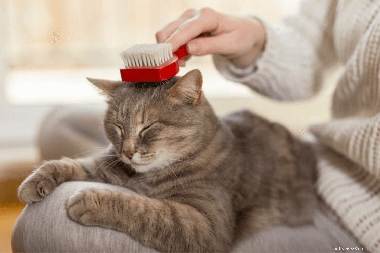 집에서 고양이 털을 제거하기 위한 팁