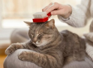Советы по борьбе с кошачьей шерстью в доме