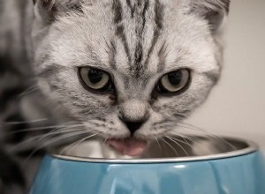 10 maneiras de saber que seu gato precisa consultar um veterinário