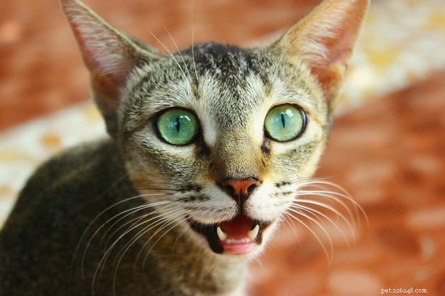10 modi per sapere che il tuo gatto ha bisogno di vedere un veterinario