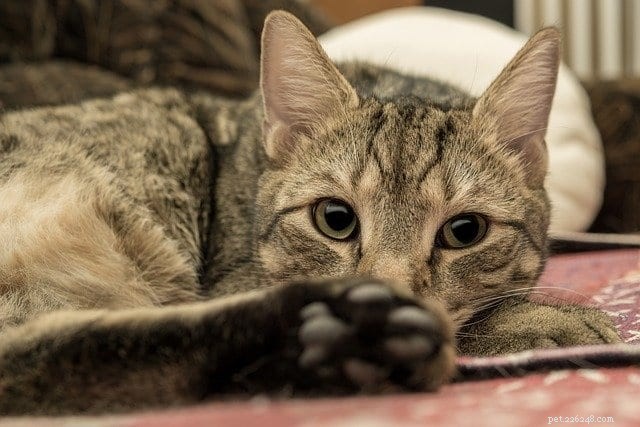 Wat u moet weten over dementie bij katten