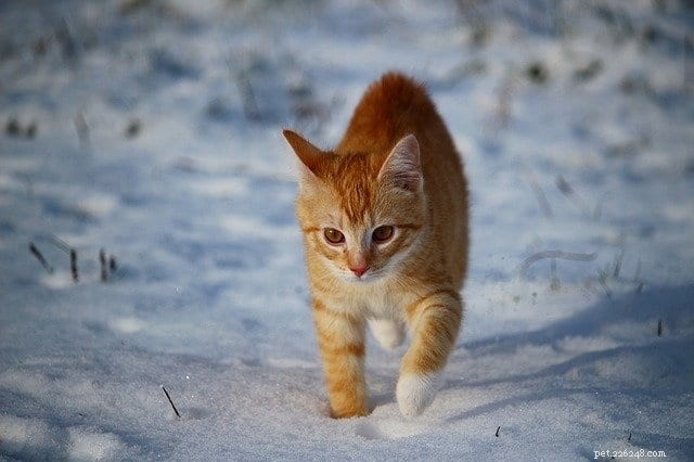 Viktiga vinterförsiktighetsåtgärder för katter