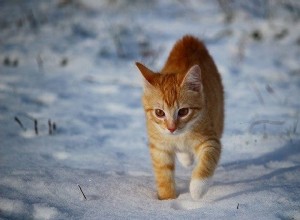 Důležitá zimní opatření pro kočky