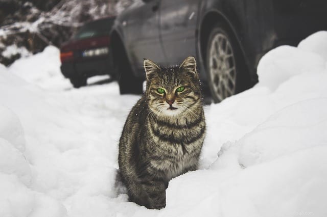 猫のための重要な冬の注意事項 