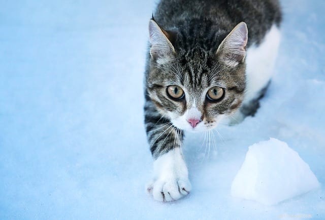 猫のための重要な冬の注意事項 