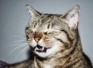 Kan katter vara allergiska mot människor?